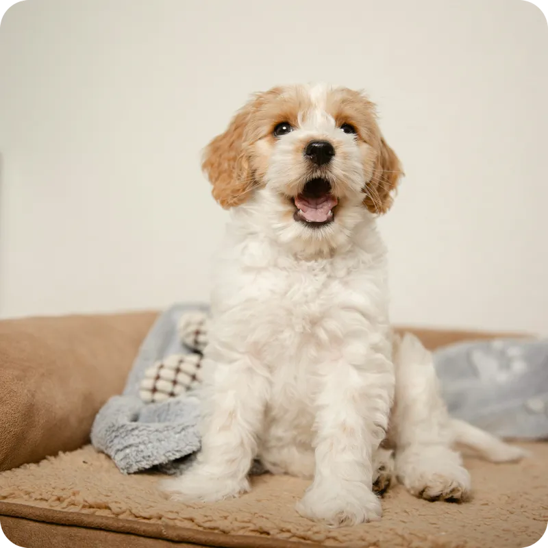 Un jeune chien assis sur son coussin, intégré au groupe