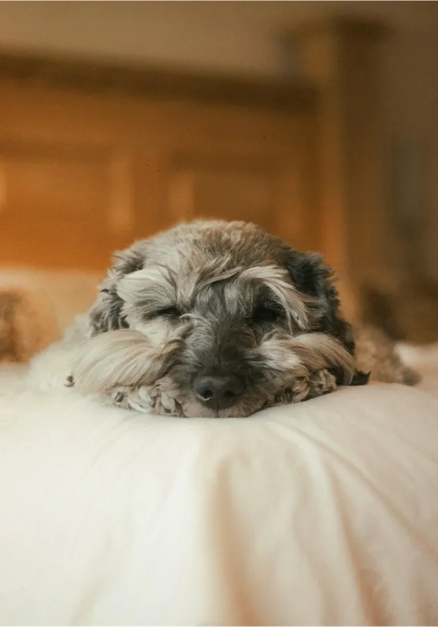 Un chien endormi sur un coussin, dans la pièce de vie