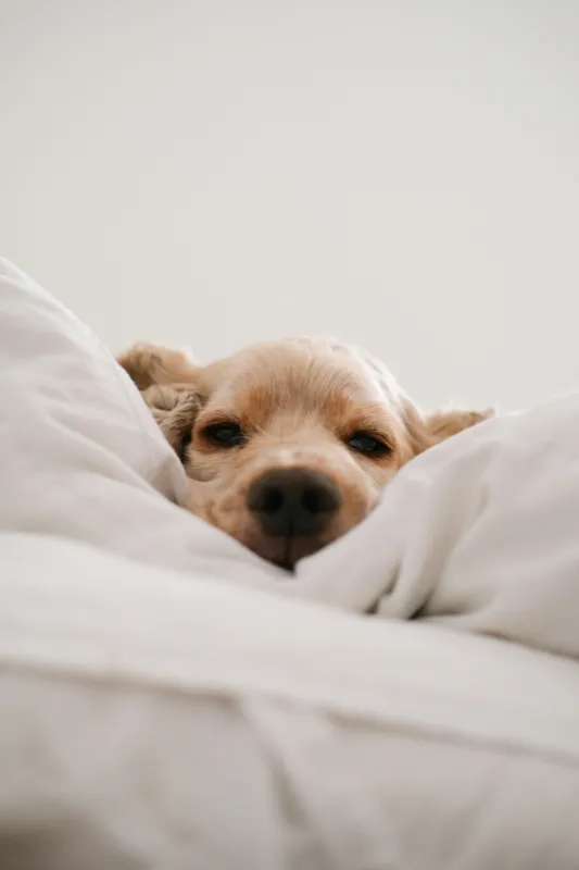 Un chien qui somnole dans la couette, en fin de journée